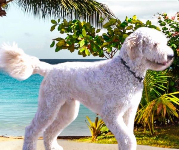 Roxy White Labradoodle in Florida
