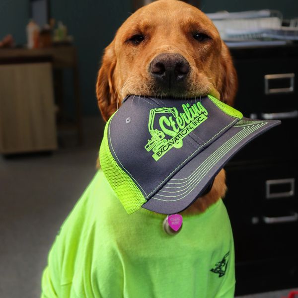 This is our office dog "Ellie" sporting some Sterling Excavation Apparel.