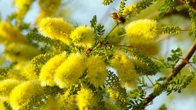 Many Arizona plants like Catclaw Acacia contain polyphenol compounds - preventative agents against i