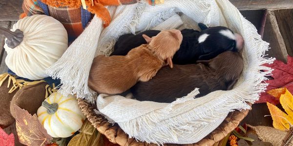 newborn australian labradoodle puppies