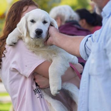 A awesome group of Golden Retrievers , and their owners to support Montana Precious Gold 