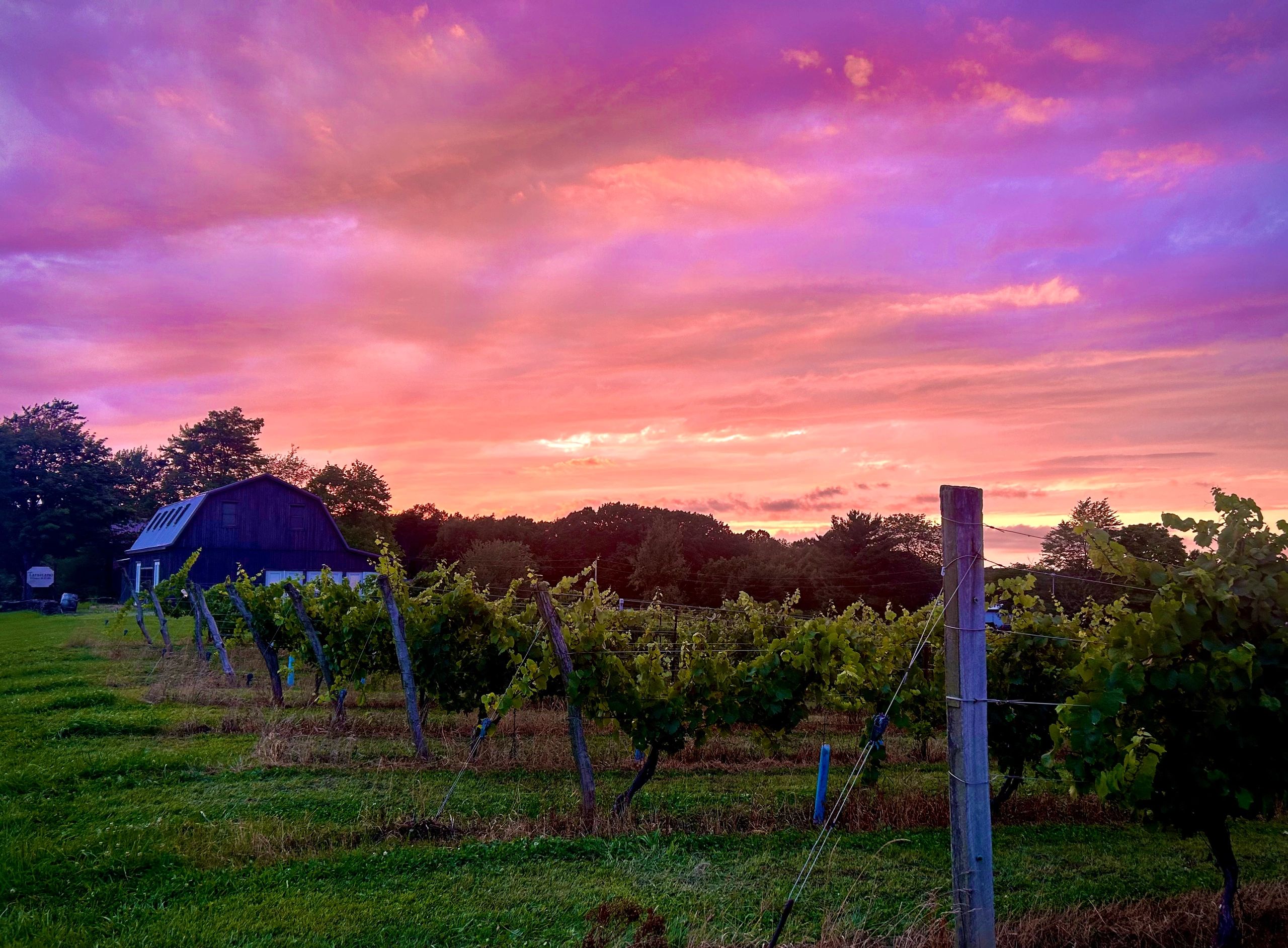 vineyards sunset