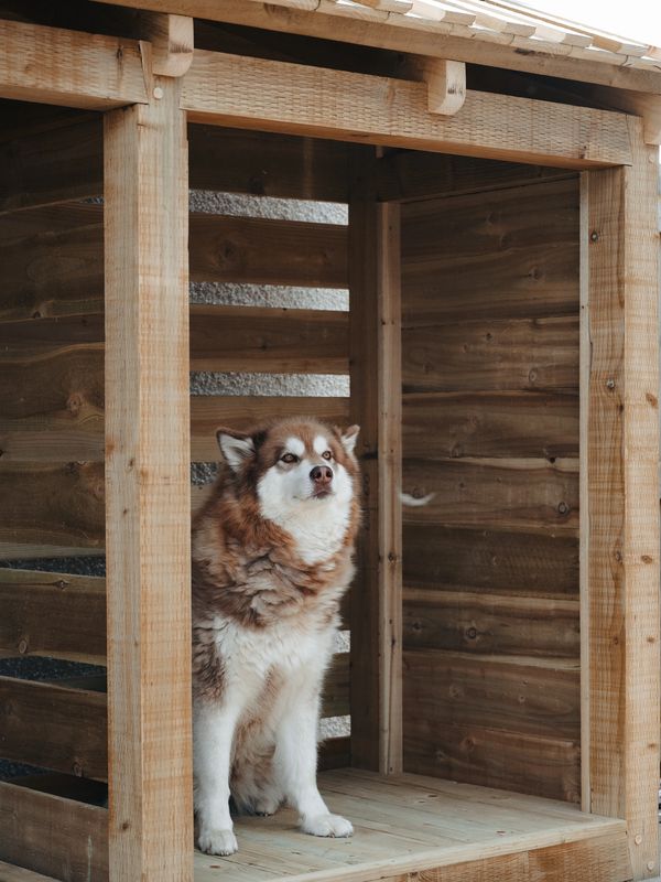 Happy dog in dog bay