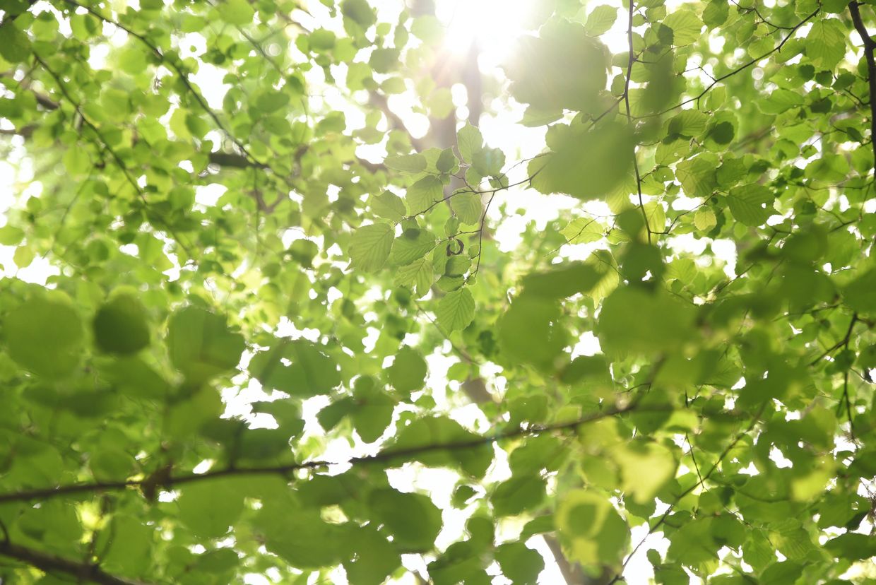 green leaf from a giant tree the light that penetrates trough them 