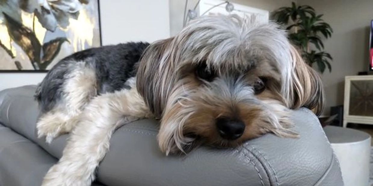 Dog lying on the back of the couch