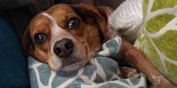 Dog nestled in pillows