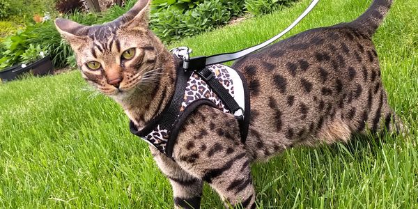 Cat wearing a harness being walked on a leash