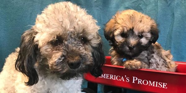 Poodle Coco and one of her Sable puppies