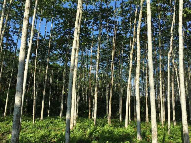Cadamba trees grown for sustainable timber.