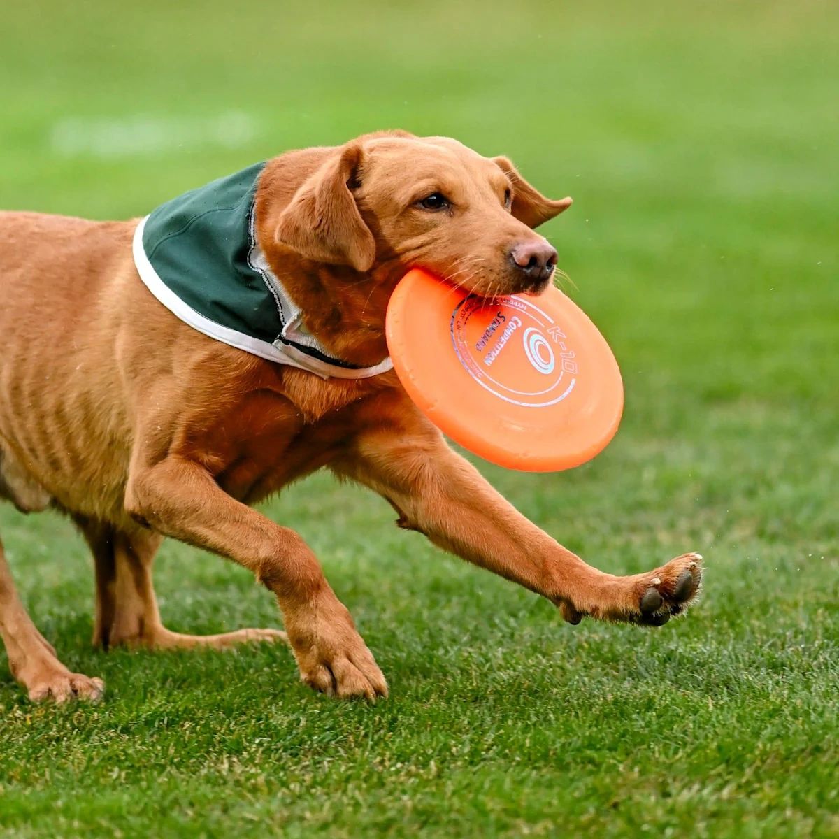 Zeke the WonderDog in action