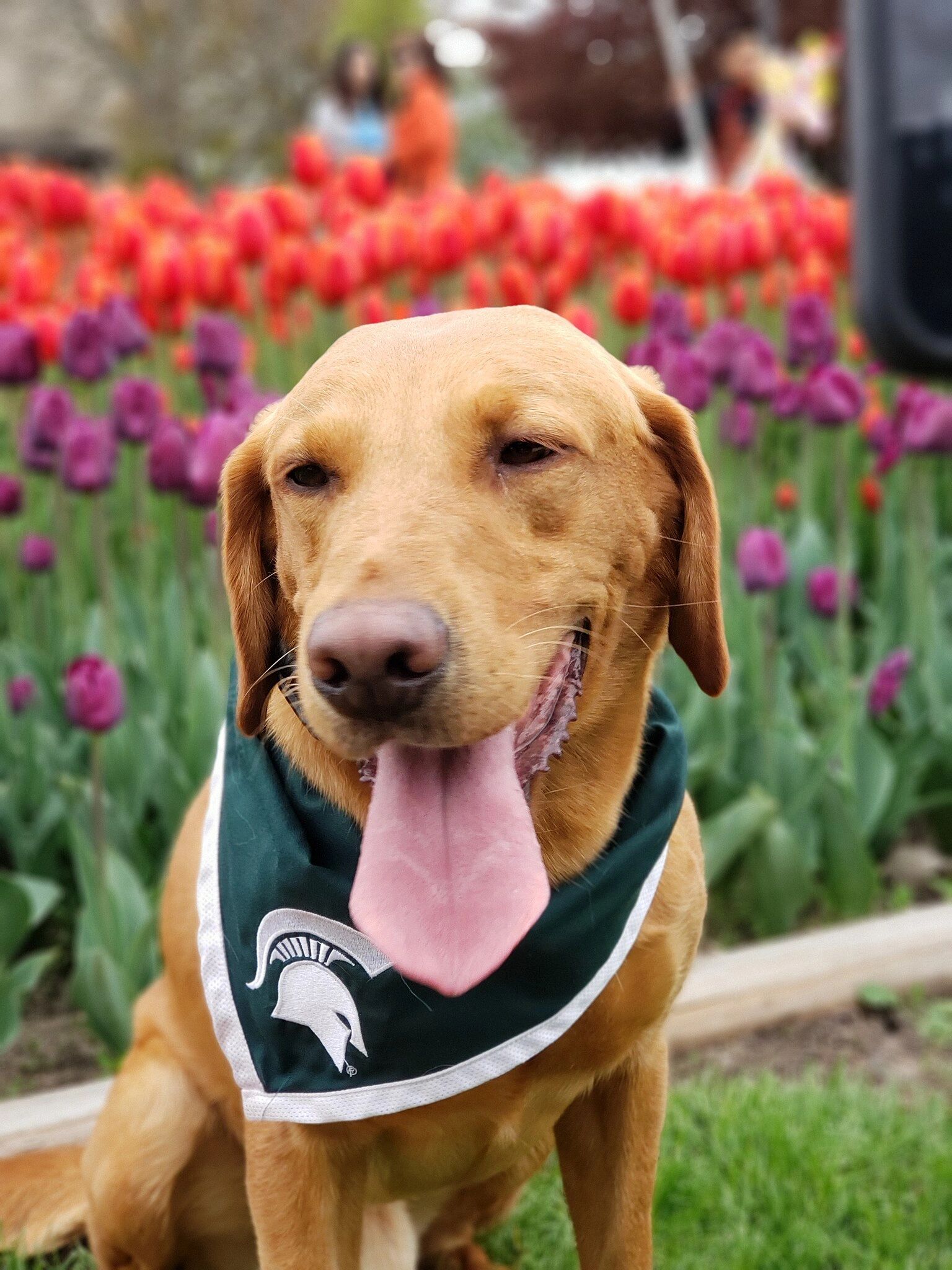 Zeke the WonderDog at an event
