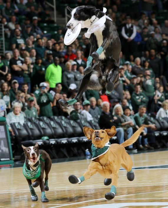 Zeke the WonderDog — zeke1