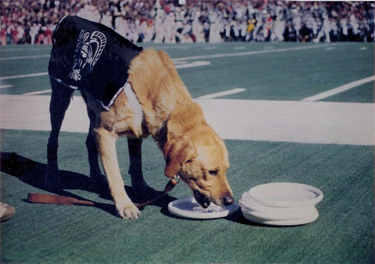 Zeke the WonderDog — zeke1pic