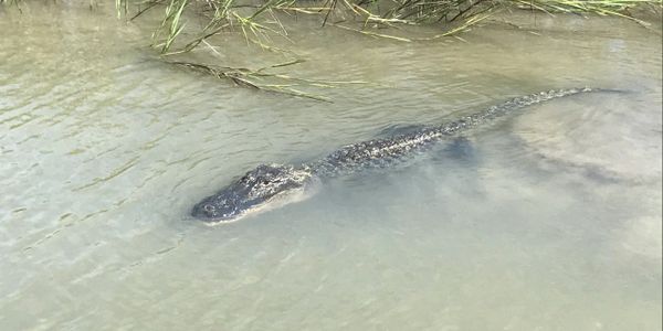 Alligator in Charleston, SC waterway.