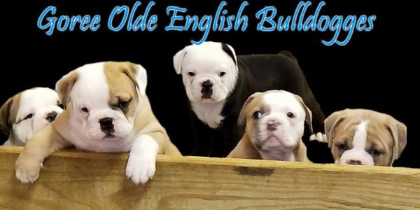 Olde English Bulldogges
French Bulldogs
