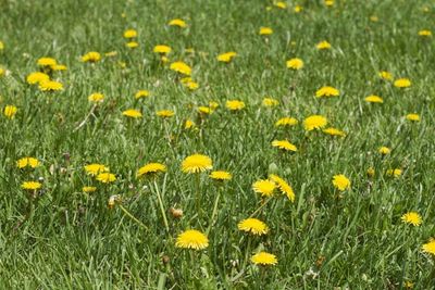 A field of bright yellow dandelions scattered across green grass.