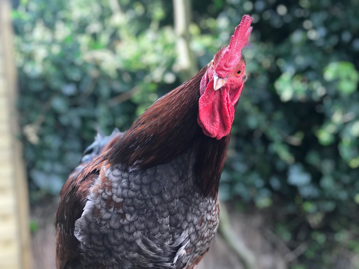 Cockerel 