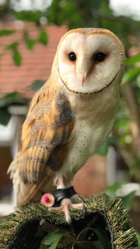 Barn owl