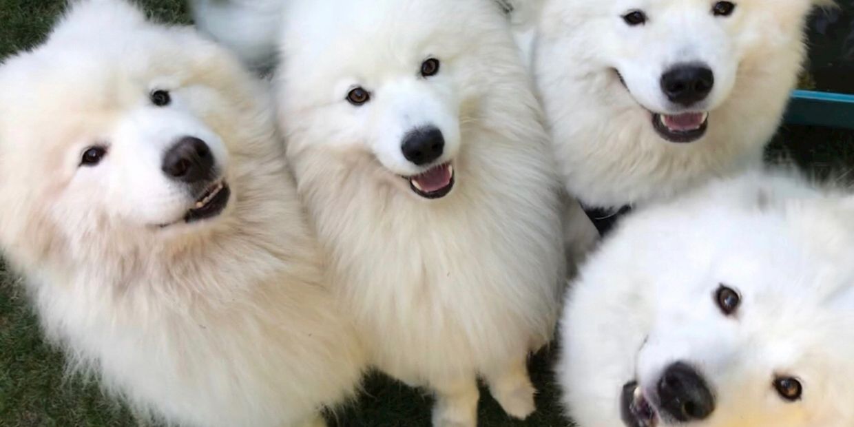 Four smiling Samoyed dogs 