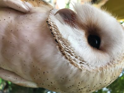 Barn Owl