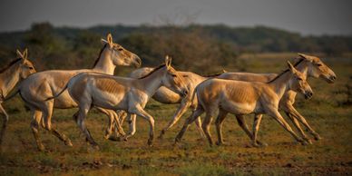 Indian Wild Ass at the Little Rann of Kutch sanctuary in Gujarat