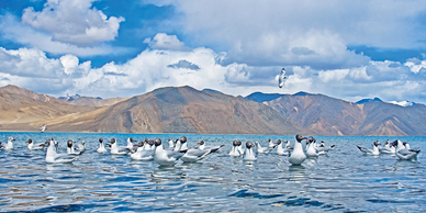 Birds on the Pangong Lake in Ladakh