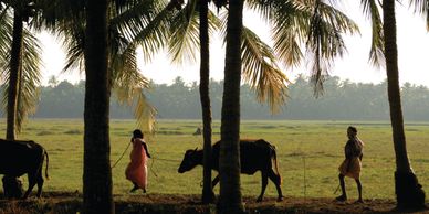 A couple towing their buffaloes through a filed in Kerala