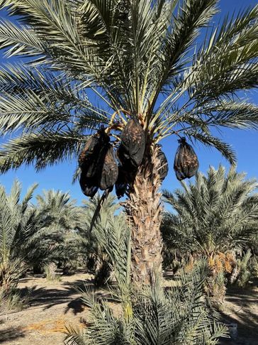 Medjool Dates 