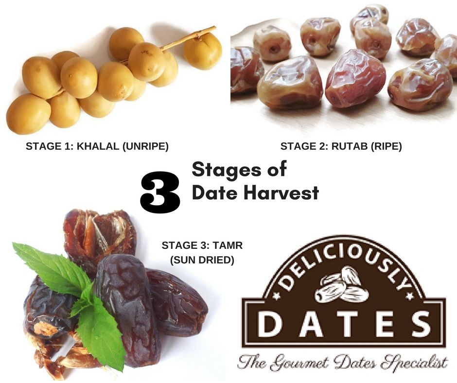 Fresh Dates Vs. Dried Dates - SunExport