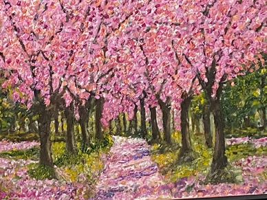 Cherry blossom trees in full bloom along a path.