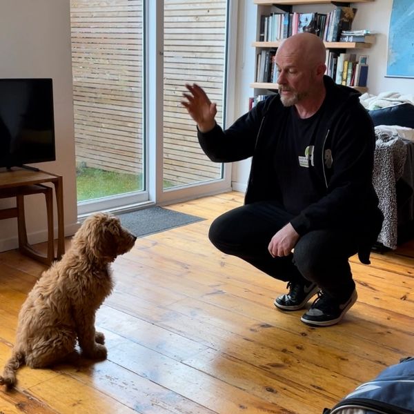 Man training a puppy