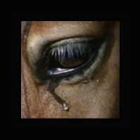 Horse Rescue Idaho Inc logo
