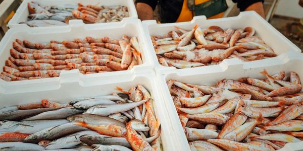 Small fish in containers