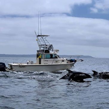 Dolphins playing with the boat just outsde Misson Bay, San Diego