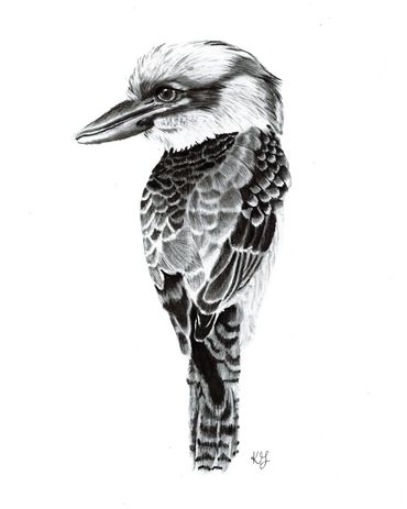 Kookaburra drawing
