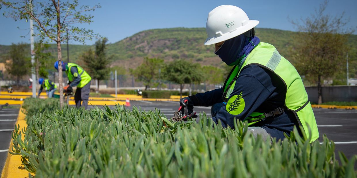 Trabajadores de ABP realizando labores de jardinería.
