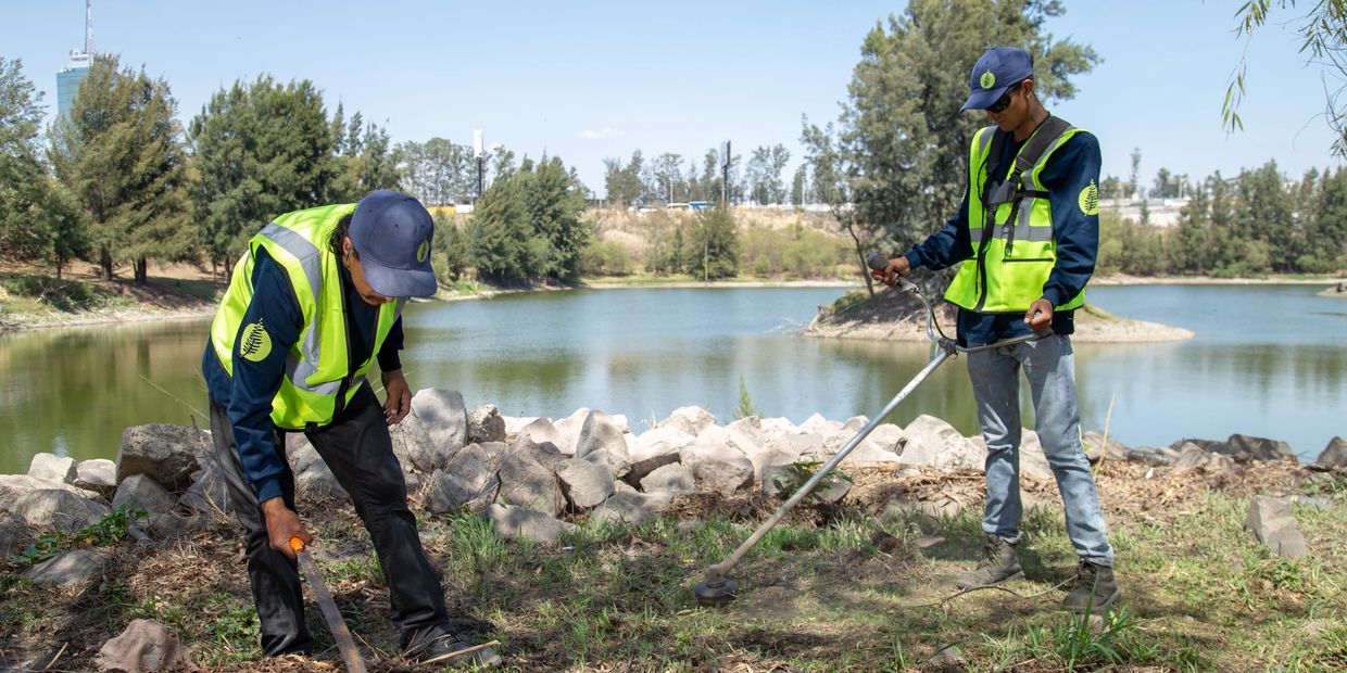 Trabajador de ABP realizando labores de jardinería.