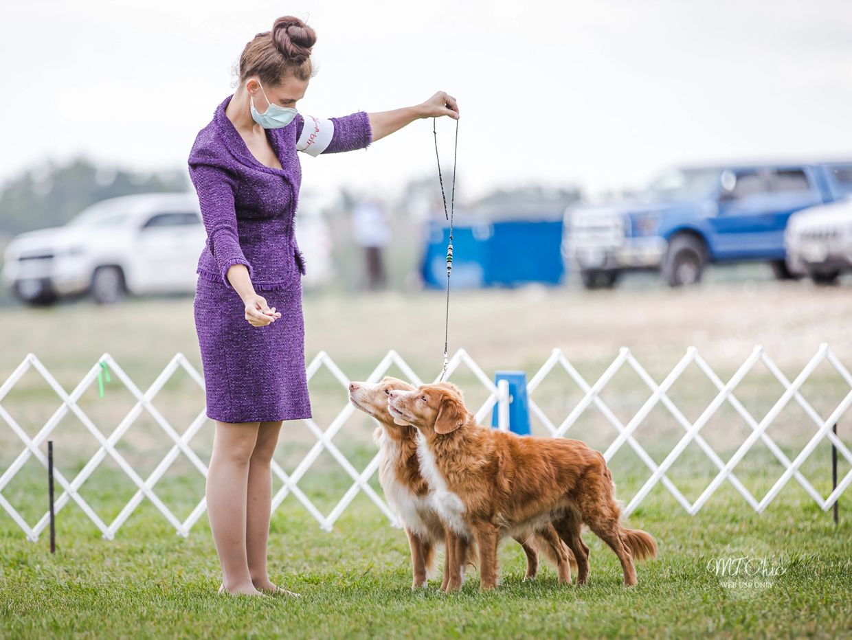 Hawks Nest Kennel Nova Scotia Duck Tolling Retriever