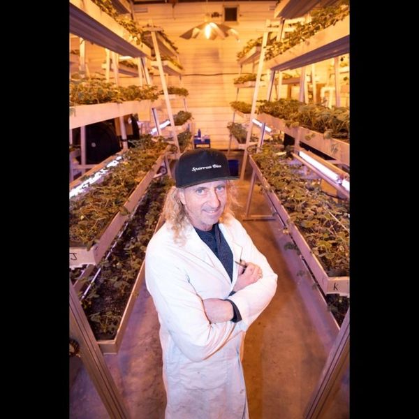  growing strawberries year rounds in canada using sky greens vertical farming system