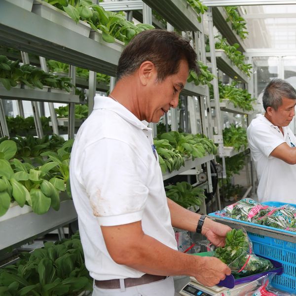 trimming lettuce grown in sky greens award winning vertical farming system
#food security