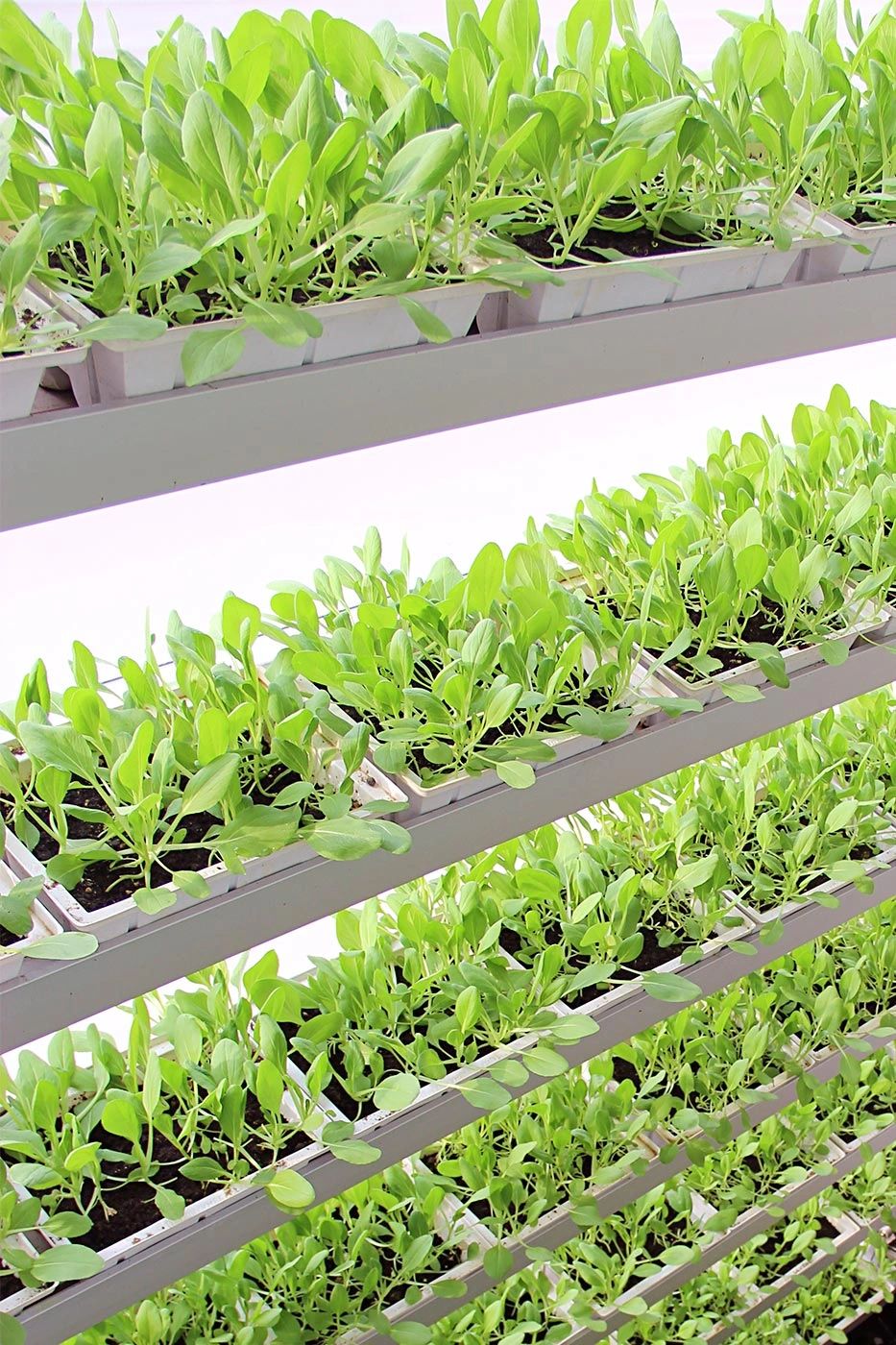 Sky Greens Canada Vertical farming systems - Hydroponic Farming ...