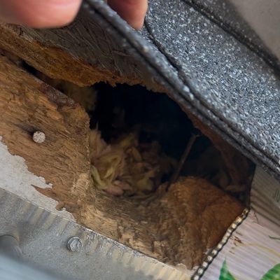 Squirrel Entry Hole 
