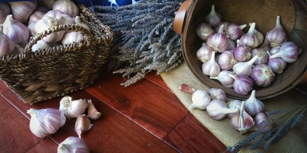 Hardneck garlic, Purple Garlic, Spicy Garlic,Our commitment to use natural methods, Gourmet Garlic 