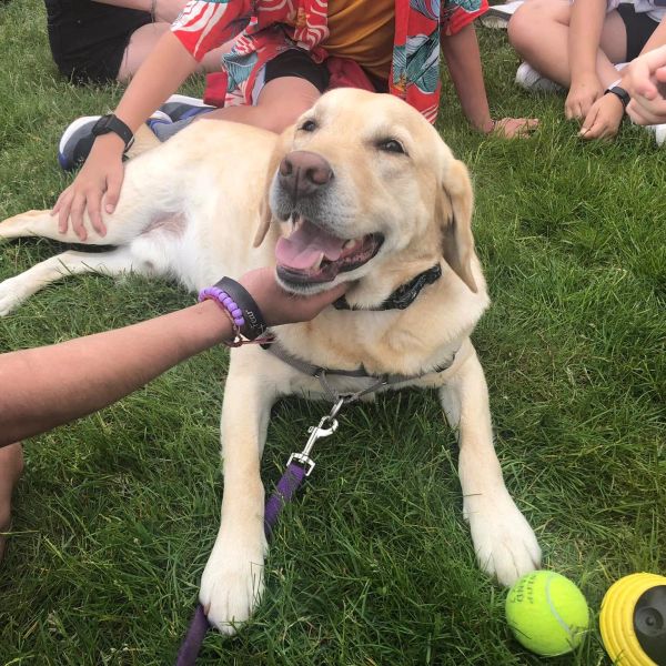 Happy yellow Labrador lying on grass with people around.