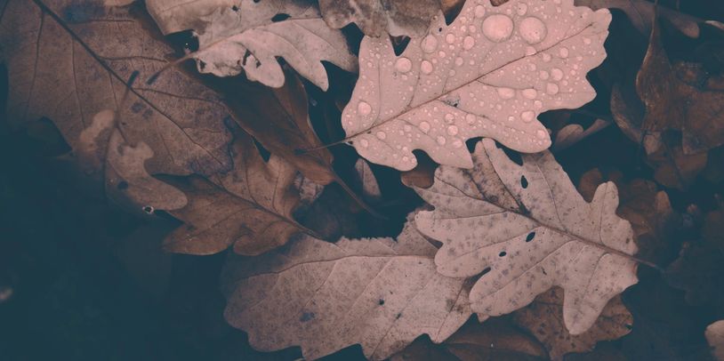 Fallen Leaves. Autumn. Slow living. Feeling down. Dark days