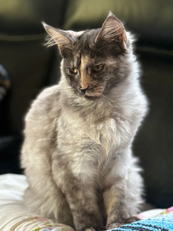 Maine Coon Kittens. Maine Coon Breeders In Seattle.