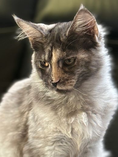 Maine Coon Kittens. Maine Coon Breeders In Seattle.