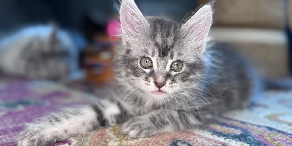 Close-up of a gray tabby kitten lying on a colorful rug.