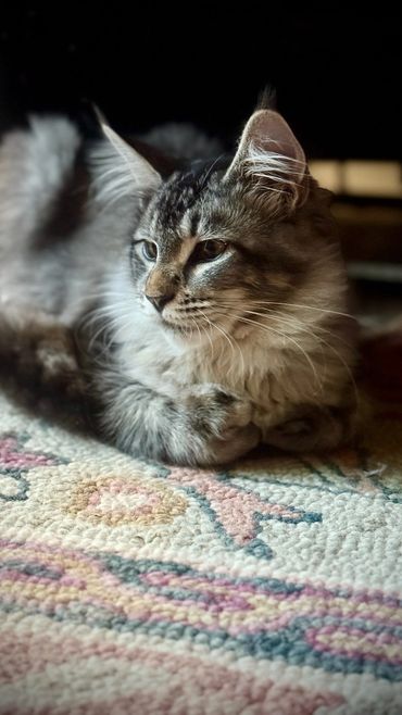 Gray tabby cat resting on a patterned rug with a dark background.