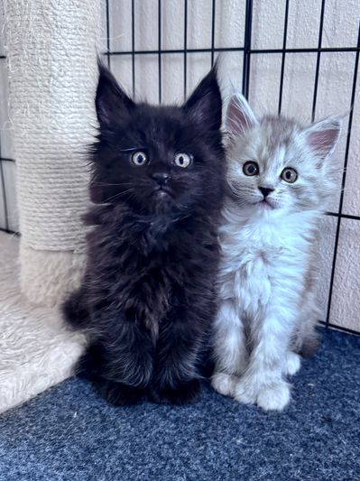 Two fluffy kittens, one black and one white, sitting close together indoors.